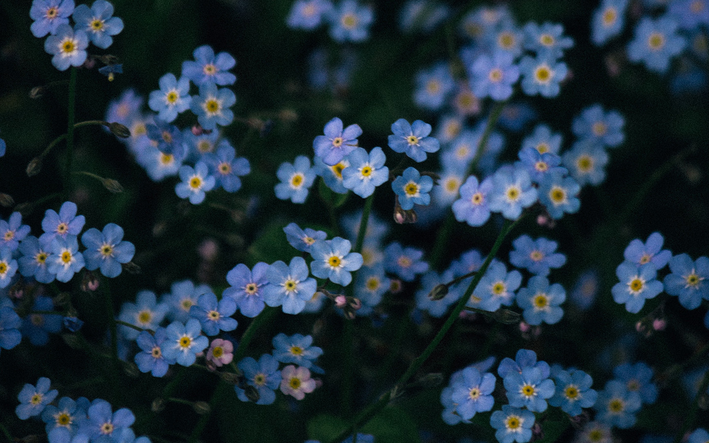 꽃잎처럼상조